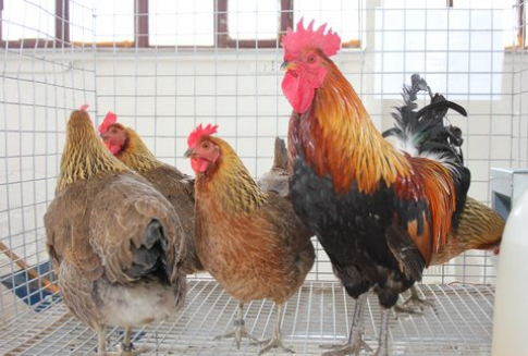 Ceny drobiu i jaj konsumpcyjnych w Polsce i Unii Europejskiej (09-16.12.2012)