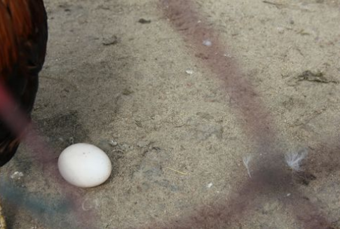 Spadek eksportu unijnych jaj