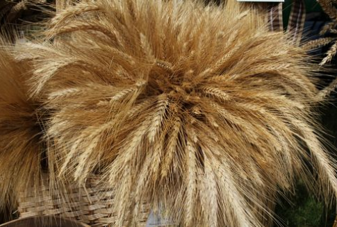 Prognozy zbiorów zbóż w dół.