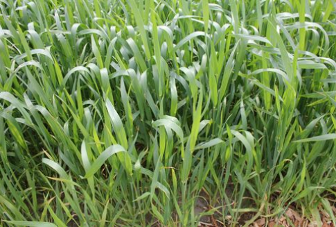 Ceny zbóż na giełdach światowych (4.01.2013)