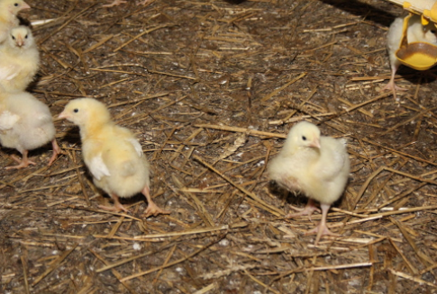 Ceny żywca wieprzowego, wołowego i drobiowego w Polsce (07-13.01.2013)