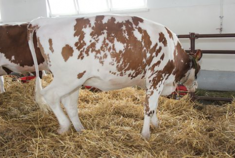 Spadek prognoz unijnej produkcji wołowiny