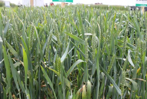 Redukcja prognozy unijnych zbiorów