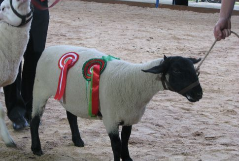 Niemcy – Ograniczenia w stosowaniu antybiotyków dla zwierząt