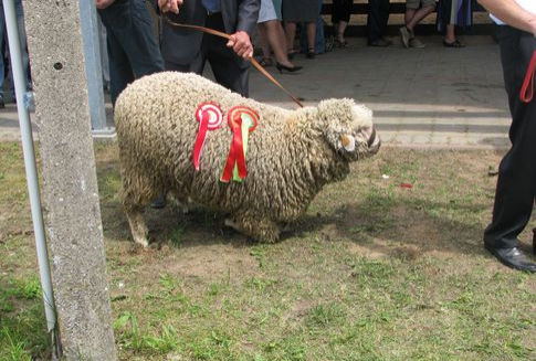 Średnie ceny wieprzowiny, wołowiny i baraniny w Polsce (06.01.2013)