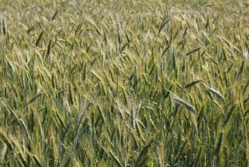 Podsumowanie tygodnia na światowym rynku zbóż – 27.08.2012