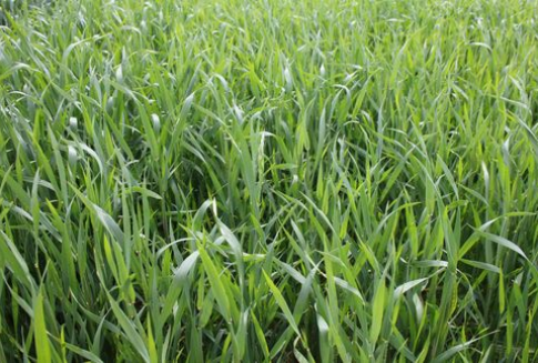 Mocne euro wspierało wczoraj obniżki cen zbóż na MATIF (25.01.2013)