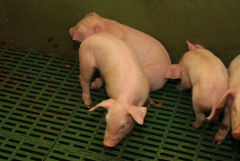 Niemcy – Embargo na import rosyjskiej i ukraińskiej wieprzowiny