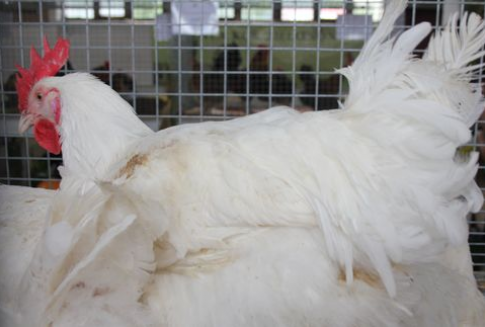 Rumunia – Choroba Newcastle u drobiu