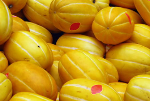 Francja – Wzrost produkcji melonów