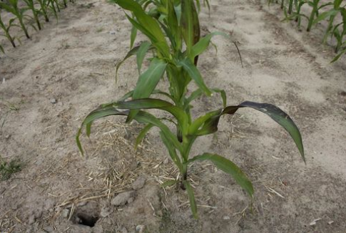 Szokujące wyniki badań amerykańskiego profesora na temat GMO