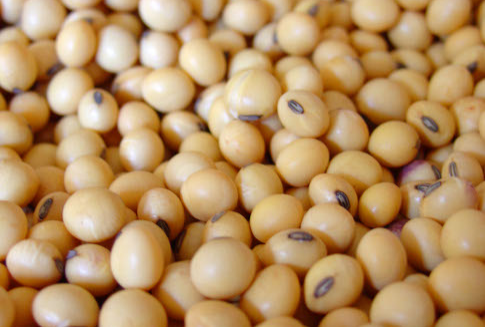 Chiny największym przetwórcą soi na świecie