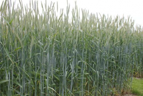 Komisja Europejska przyznała kolejne licencje na eksport i import zbóż (1.07.12-15.01.13)