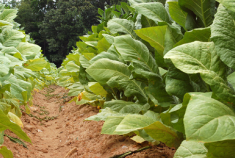 Plantatorzy tytoniu pod lupą.