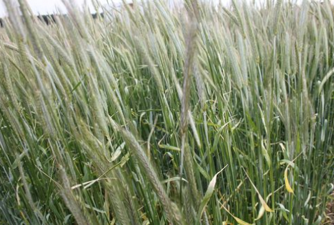 Środowe notowania zbóż na Matif przyniosły wzrosty (15.11.2012)