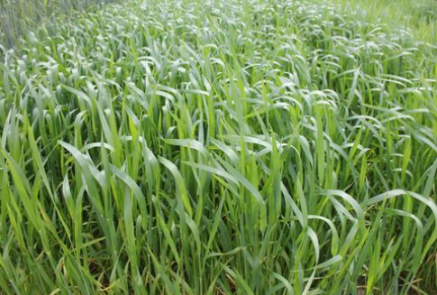 Australia – Spadek produkcji pszenicy