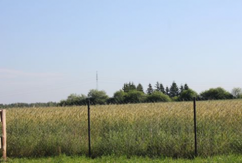 Huragan w USA nie spowodował wzrostu cen zbóż na rynku światowym