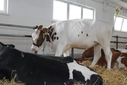 Rekordowy eksport wołowiny z Australii w 2012 roku