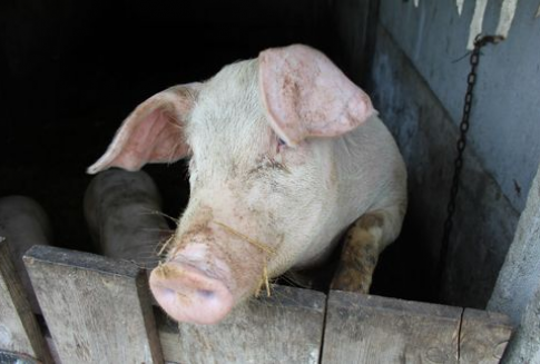 Rosja – Embargo na owce, bydło i trzodę chlewną utrzymane