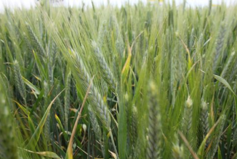 Tydzień na giełdowym rynku zbóż - 6-08-2012