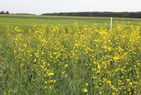 Miniony tydzień na rynku oleistych (10.12.2012)