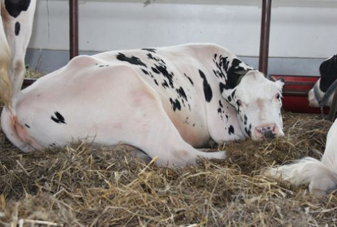 Sytuacja wołowiny w Unii Europejskiej (styczeń-sierpień 2012 rok)