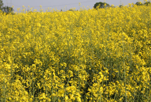 Tydzień na giełdowym rynku oleistych - 09-07-2012