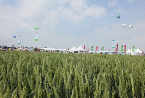 Tydzień na rynku terminowym zbóż (5.11.2012). Pszenica na Matif blisko tegorocznego maksimum