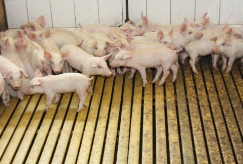 Ceny mięsa wieprzowego w Unii Europejskiej w 2012 roku