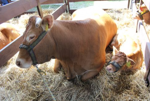 Notatka z 80 Sesji Generalnej Światowej Organizacji ds. Zdrowia Zwierząt (OIE), która odbyła się w dniach 20-25 maja 2012 r. w Paryżu