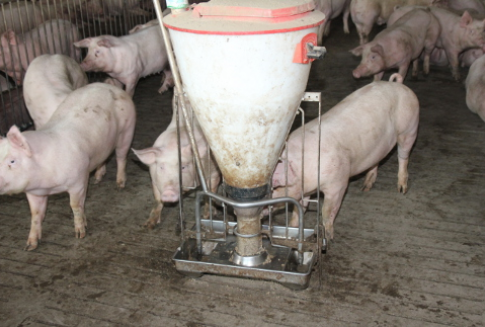 Eksport wieprzowiny w UE