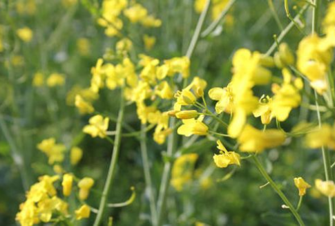 Notowania kontraktów na soję rosną mimo dobrego odczytu piątkowego raportu USDA (15.01.2013 )