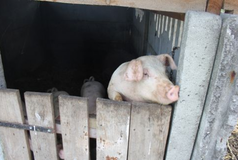 Nowe przepisy dotyczące utrzymania loch i loszek. Szczegółowe regulacje dotyczące kojców