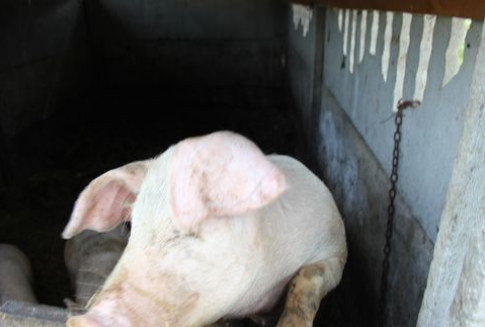 Białoruś i Mołdawia – Embargo na import ukraińskiej wieprzowiny