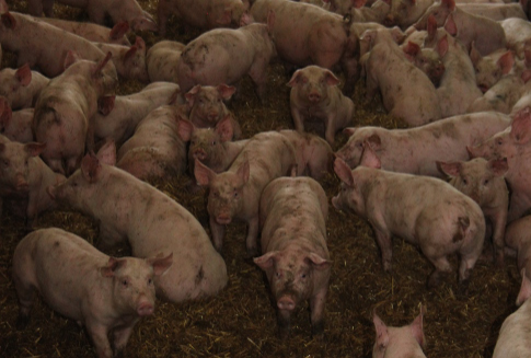 Chiny – Trwa interwencyjny skup mięsa wieprzowego