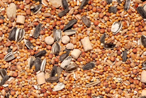 Dopłaty do materiału siewnego – uwaga producenci rolni!