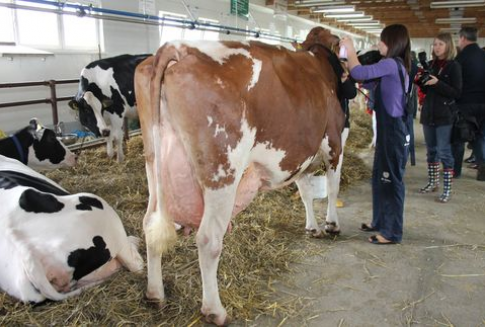 Australia – Wzrost eksportu mięsa wołowego