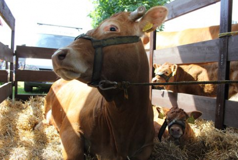 Komisja Europejska zdecydowała o dopuszczeniu kwasu mlekowego do odkażania tusz wołowych w rzeźniach