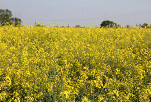 Ceny oleistych na giełdach światowych – 19.07.2012