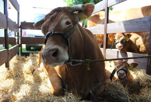 Wzrost eksportu brazylijskiej wołowiny, a spadek dostaw z Argentyny