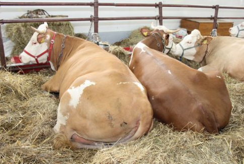 Argentyna – Spadek eksportu wołowiny