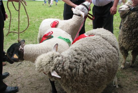 W Unii Europejskiej wzrasta produkcja oraz ceny baraniny