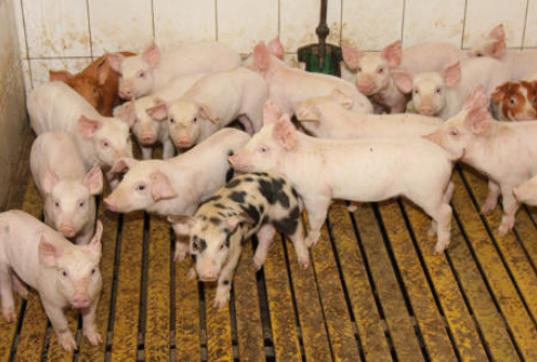 Wzrost pogłowia trzody chlewnej w Niemczech, przy mniejszej liczebności loch