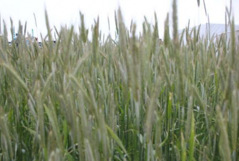 Tydzień na rynku terminowym zbóż-drożej na Matif i taniej za oceanem-29.10.2012