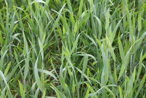 Tydzień na rynku giełdowym zbóż-22.10.2012