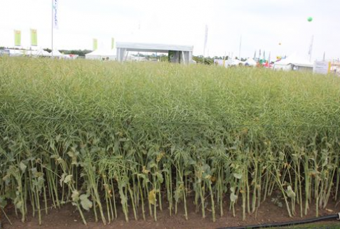 Ceny na rynku oleistych – 10.10.2012