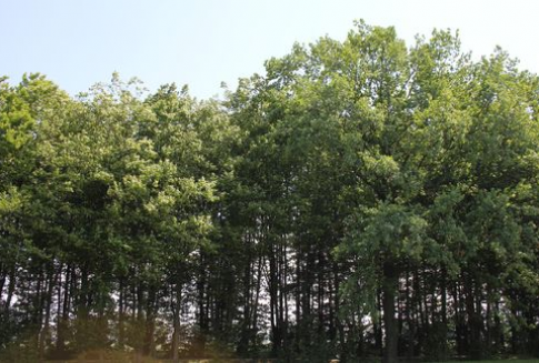 „Szkolenia zawodowe dla osób zatrudnionych w rolnictwie i leśnictwie” - komunikat