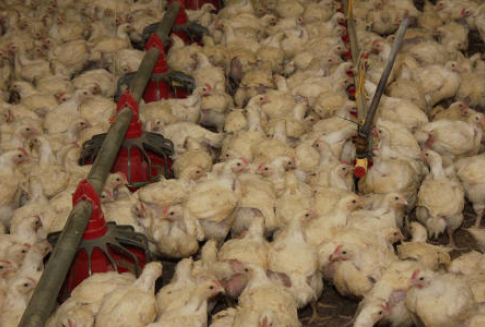 Trwa kampania informacyjna „Nowa Jakość w drobiarstwie”