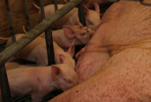 Trzoda chlewna w Unii Europejskiej jest droga