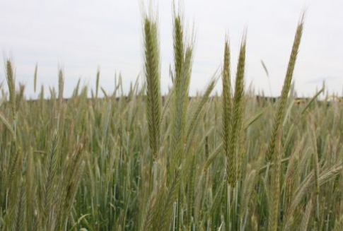 Kontrakty futures na zboża zaczęły tydzień od wzrostów (20.11.2012)